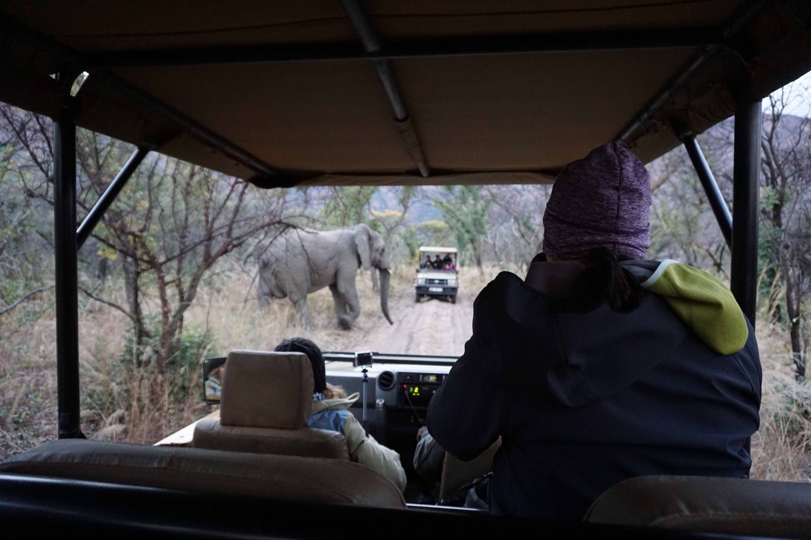 Kyla watching elephants