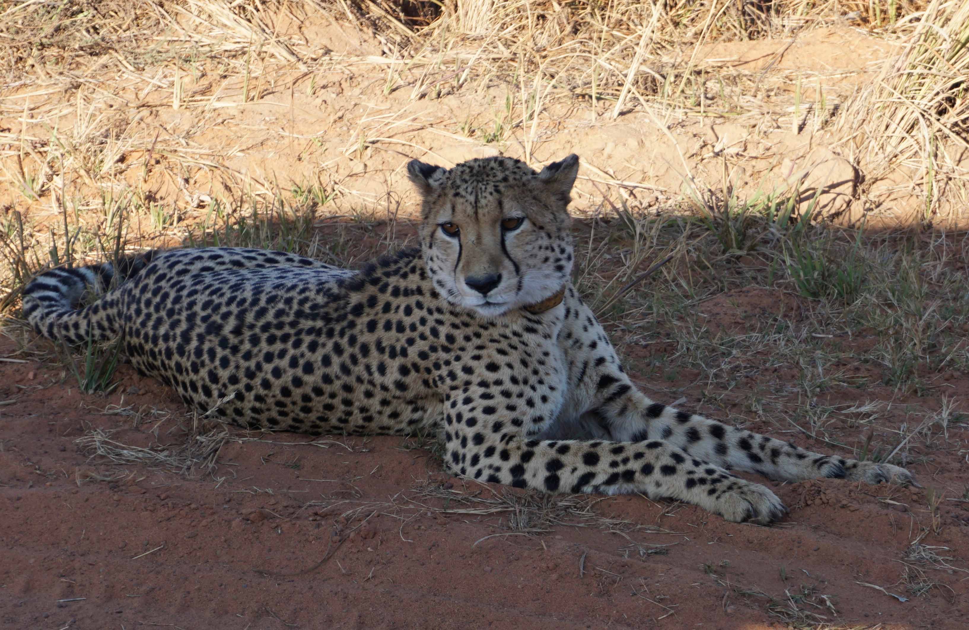 Entabeni cheetah