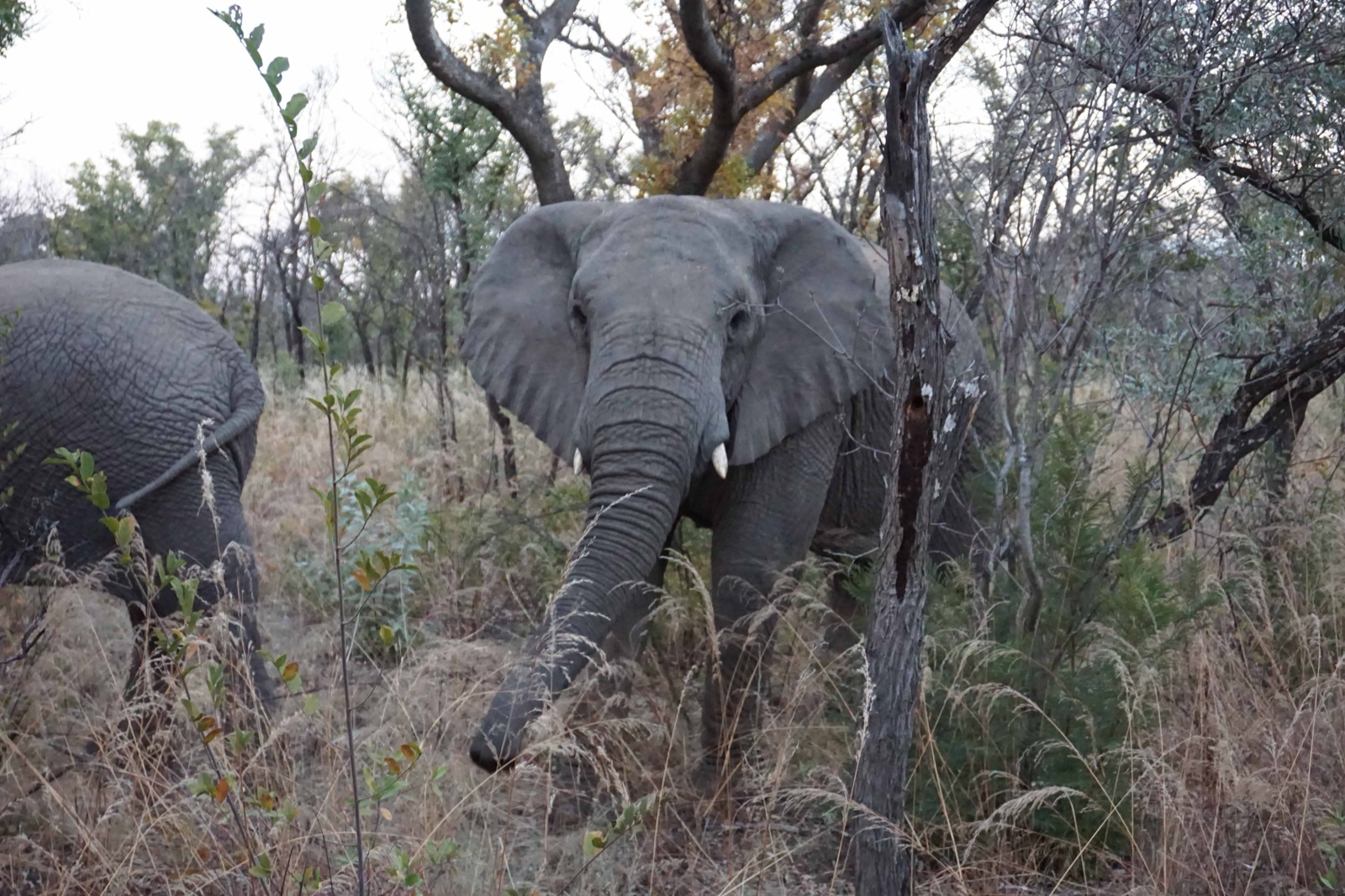 elephant trunk down