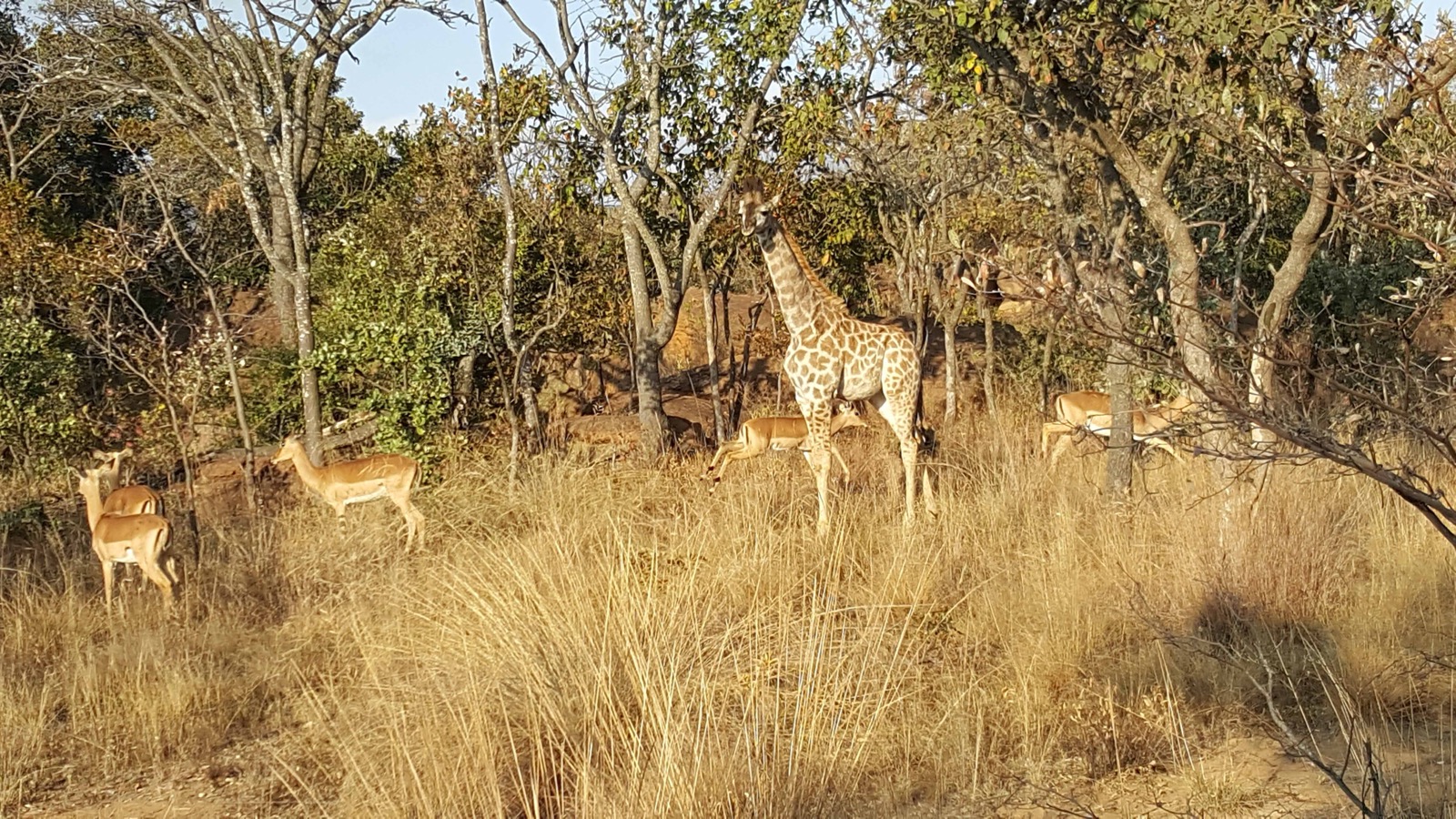 giraffe and impala