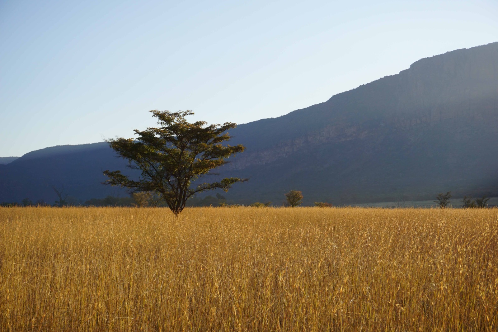 Entabeni savannah grass