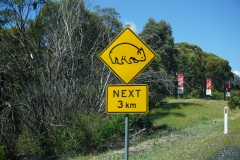 Wombat crossing